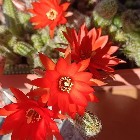 La Casetta بيت للعطل *