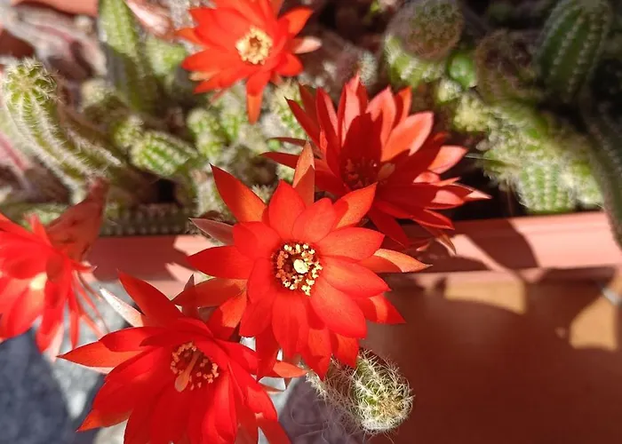 La Casetta Vakantiehuis *